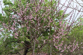 桃花树