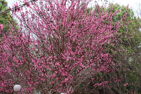 桃花树