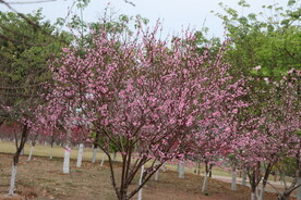 桃花树