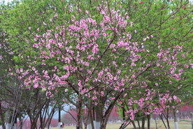 桃花树