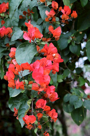 三角梅