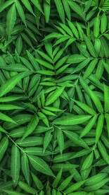 自然植物纹理