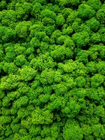 自然植物纹理