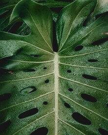 自然植物纹理