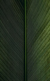 自然植物纹理
