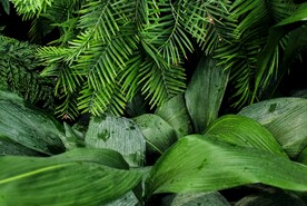 自然植物纹理