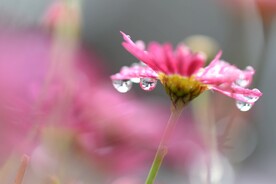 花朵露水