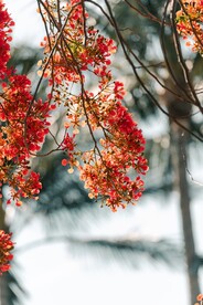花树摄影