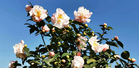 山茶花开