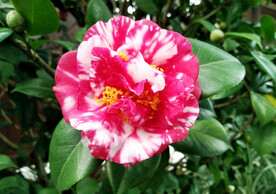 山茶花开