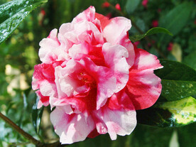 山茶花开