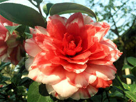 山茶花开