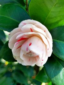 山茶花开