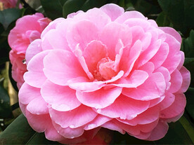 山茶花开