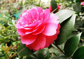 山茶花开
