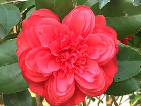 山茶花开