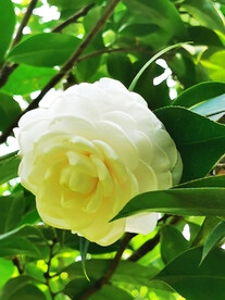 山茶花开
