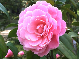 山茶花开