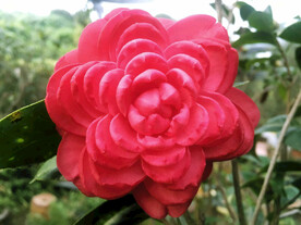 山茶花开