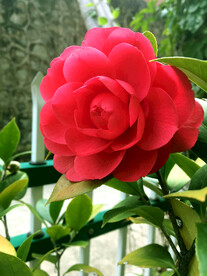 山茶花开