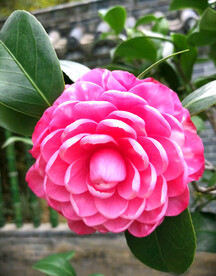 山茶花开