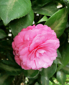 山茶花开