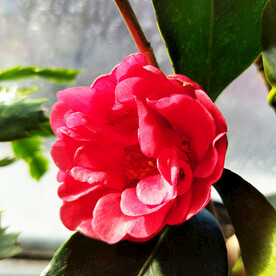 山茶花开