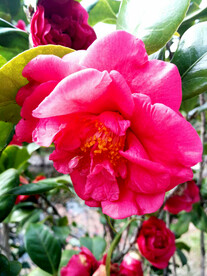 山茶花开