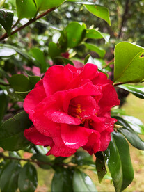 山茶花开
