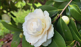 山茶花开