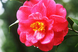 山茶花开