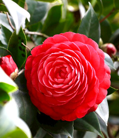 山茶花开