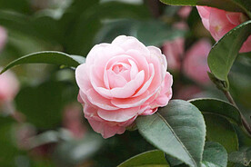 山茶花开