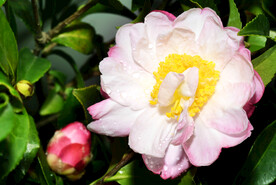 山茶花开