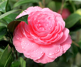 山茶花开