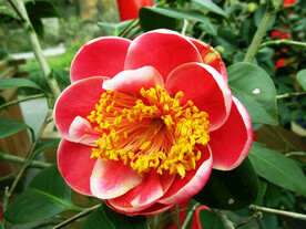 山茶花开