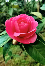 山茶花开