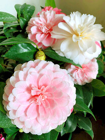 山茶花开
