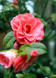 山茶花开