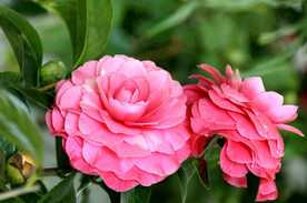 山茶花开