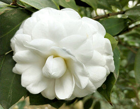 山茶花开
