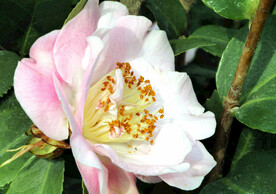 山茶花开