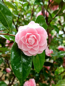 山茶花开
