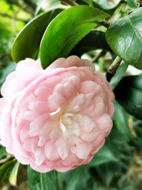 山茶花开
