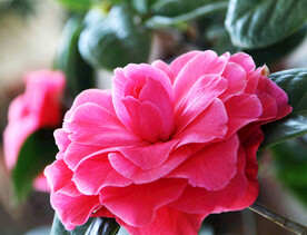 山茶花开
