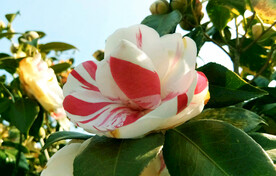 山茶花开