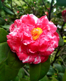 山茶花开