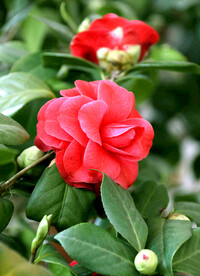山茶花开