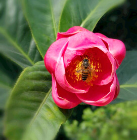 山茶花开