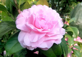 山茶花开